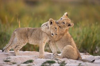 Copyright Stu Porter Photography MalaMala South Africa
