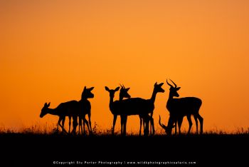 Copyright Stu Porter Photography MalaMala South Africa