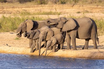 Copyright Stu Porter Photography MalaMala South Africa