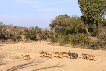 Copyright Stu Porter Photography MalaMala South Africa