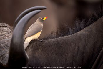 Copyright Stu Porter Photography MalaMala South Africa