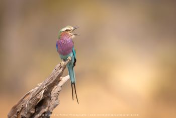 Copyright Stu Porter Photography MalaMala South Africa