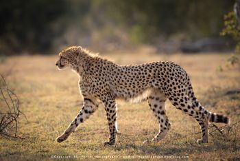 Copyright Stu Porter Photography MalaMala South Africa