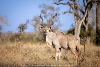 Copyright Stu Porter Photography MalaMala South Africa
