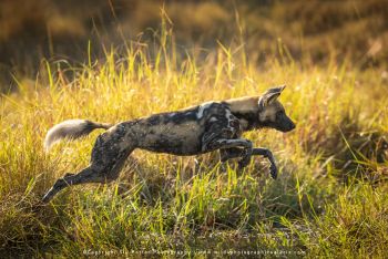 Copyright Stu Porter Photography Botswana