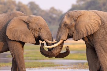 Copyright Stu Porter Photography Botswana