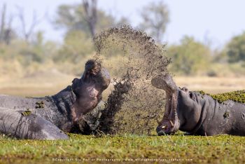 Copyright Stu Porter Photography Botswana