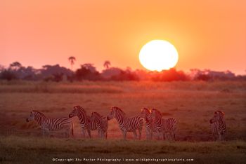 Copyright Stu Porter Photography Botswana