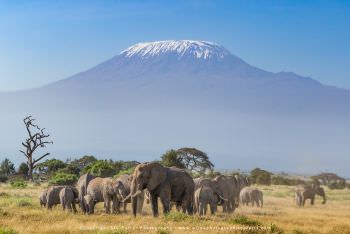 Elephants and Kilimanjaro Amboseli Kenya