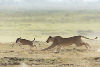 Lioness chasing wildebeest Amboseli copyright WILD4 African photo safaris