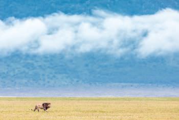 Male Lion on the Crater floor