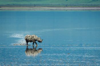 Black Rhino in the shallow lake