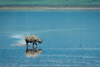 Black Rhino in the shallow lake