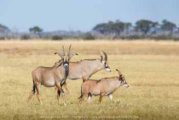 African Photographic Tours