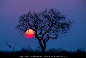 Sun set Marula Tree, Kruger Park