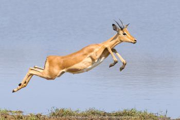Male Impala jumping, South African photo safari
