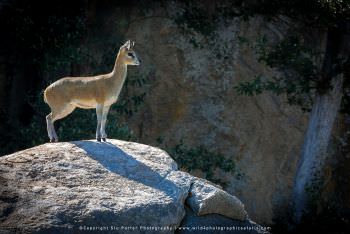 Klip Springer antelope, Kruger park