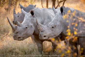 White Rhino, Kruger Park, South Africa