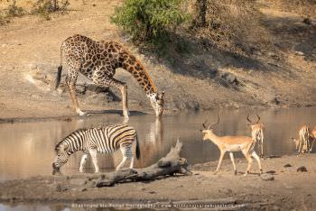 Giraffe drinking Kruger Park African Photo Tour