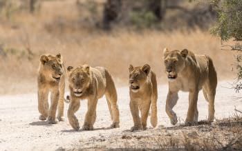 Lions on road in Kruger Park, Copyright Stu Porter Photography