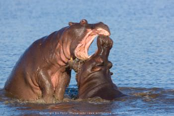 Hippos play fighting, South African safari