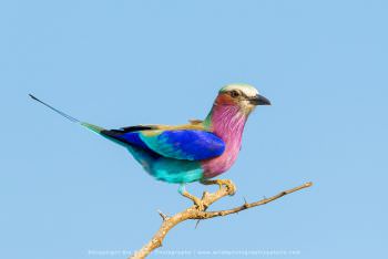 Lilac Breasted Roller, South Africa, Copyright Stu Porter Photography