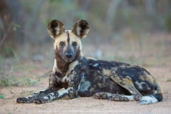 Cape Hunting Dog, Kruger Park, South Africa