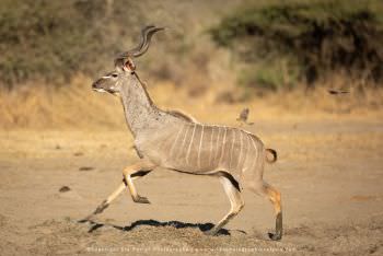 Greater Kudu bull, Copyright Stu Porter Photography