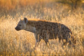 Spotted Hyaena, Kruger Park WILD4 photographic tours
