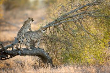 Cheetahs on fallen tree, WILD4 African photo safaris