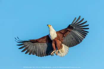 Fish Eagle Africa Bird, Copyright Stu Porter Photography