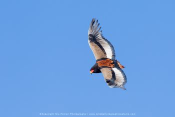 Bateleur Eagle Kruger Park, Copyright Stu Porter Photography