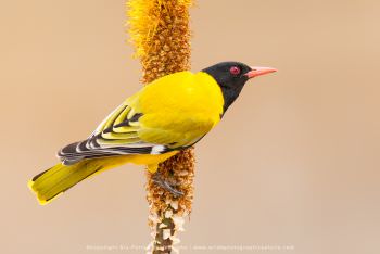 Black Headed Oriole, South Africa