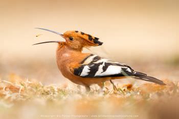 African Hoopoe African photo tour Kruger