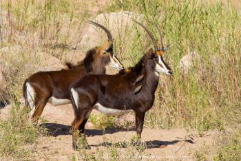 Sable Antelope Kruger Park South Africa