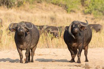 Cape Buffalo in Kruger National Park, South Africa