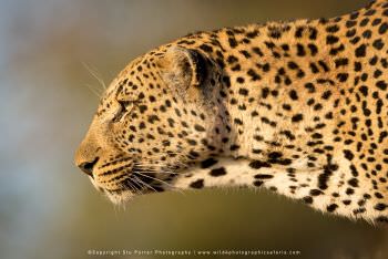 Male Leopard head. Copyright Stu Porter Photography