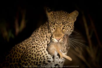 Leopard with a kill. WILD4 African Photographic Safaris