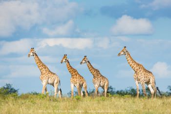 Giraffe in an open area. Small group photo tours