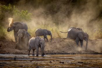 Herd of Elephants. WILD4 African Photographic Safaris