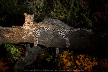 Leopard at night on a tree branch. Copyright Stu Porter Photography