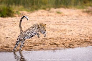 Leopard leaping over water. Copyright Stu Porter Photography