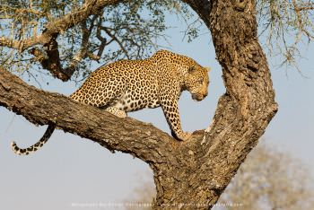Leopard in a tree at Mala Mala Private Game Reserve. WILD4 African Photographic Safaris