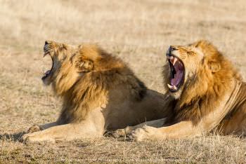 Two big male Lions yawning at Mala Mala. Copyright Stu Porter Photography