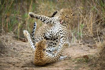 Two Leopards fighting. Copyright Stu Porter Photography
