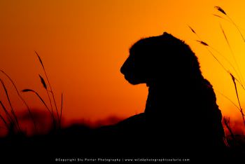 Cheetah silhouette at sunset. Small group photo tours