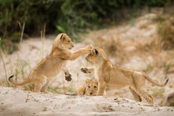 Lion cubs play fighting. Small group photo tours