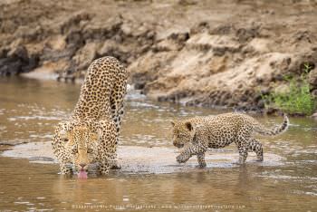 Leopard and small cub cross river. Small group photo tours