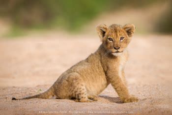 Small Lion cub sitting in sand. WILD4 African Photographic Safaris