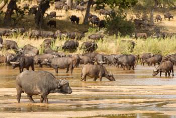 Herd of African or Cape Buffalo in the Sand River. Copyright Stu Porter Photography